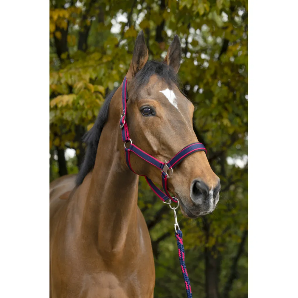 Licol + Longe EQUITHÈME Satiné - KITS LICOL + LONGE - PADD